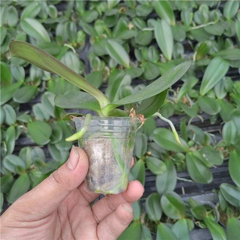 1.7寸杯蝴蝶兰宝宝苗品种齐全不带剑室内办公室盆栽满 26.9元,鲜花速递/花卉仿真/绿植园艺,绿植,淘宝优惠券,粉丝福利购,淘宝优惠卷