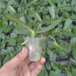 1.7寸杯蝴蝶兰宝宝苗品种齐全不带剑室内办公室盆栽满 26.9元