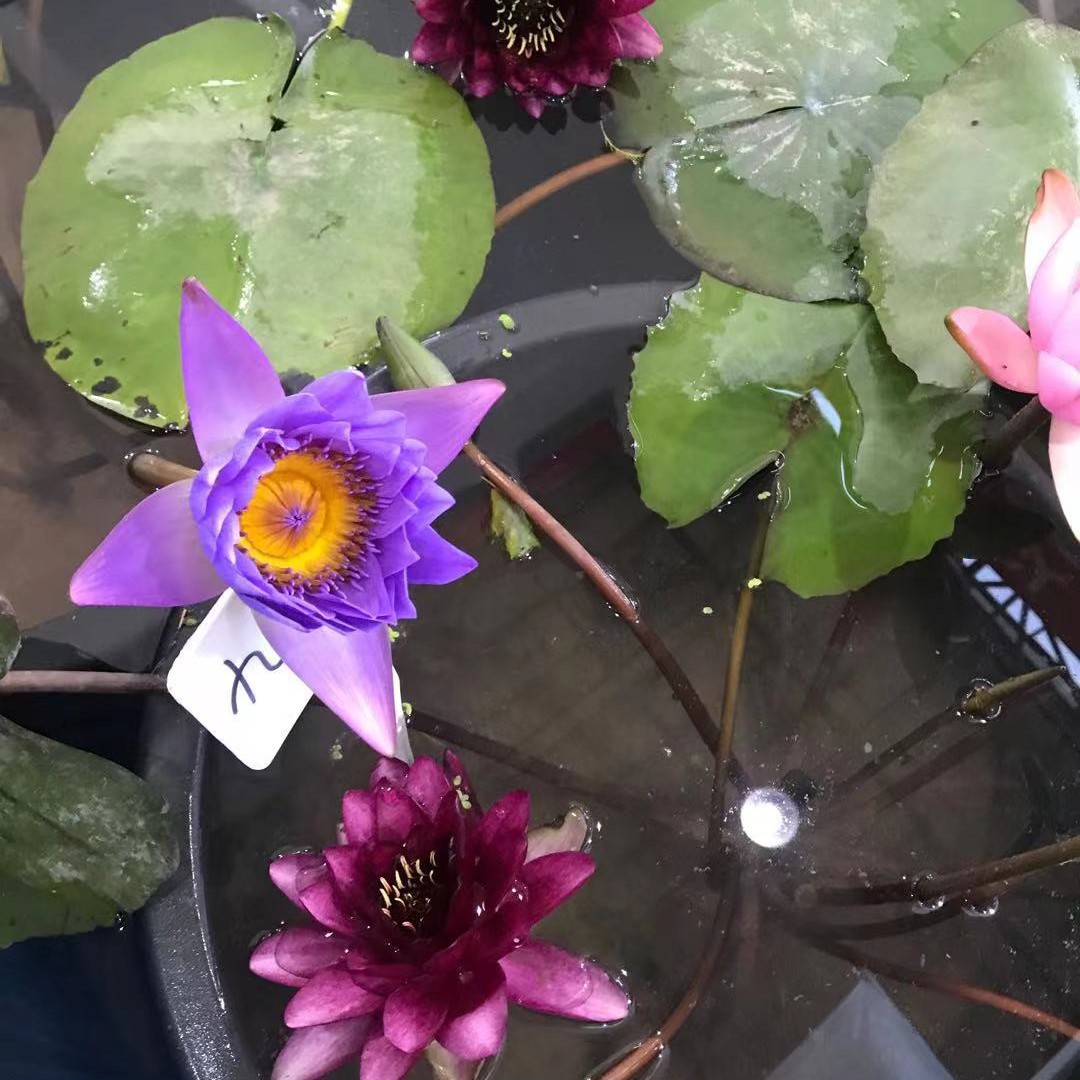 热卖大睡莲根块睡莲花根茎水培植物池塘盆栽碗莲水池荷花睡莲种根