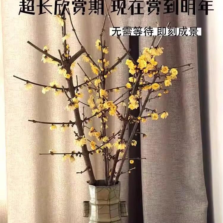 干枝腊梅鲜花带花苞室内外水培植物红梅鲜切花卉珍珠李耐寒年宵花