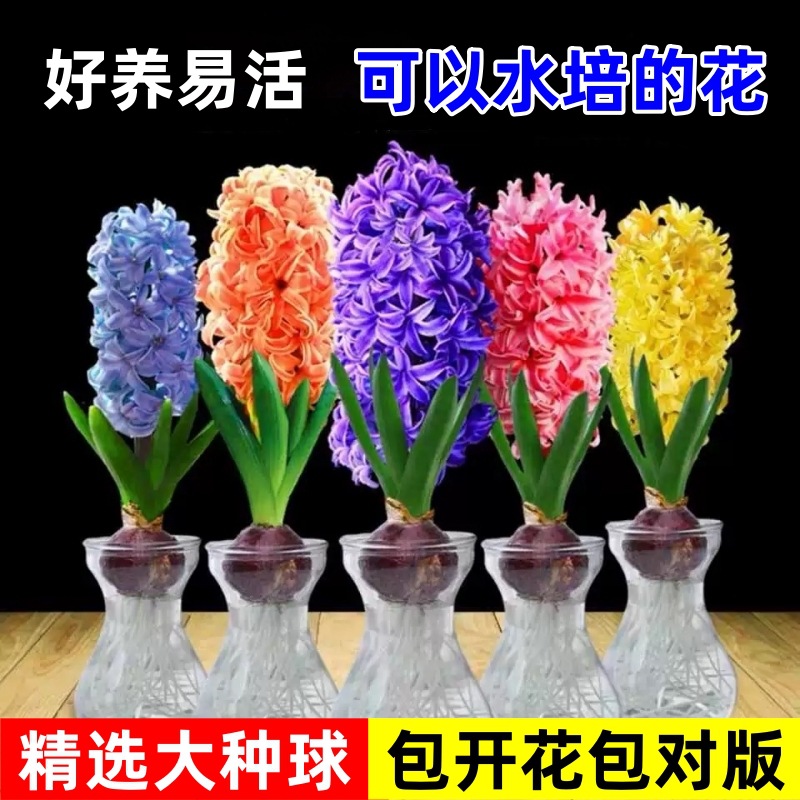 风信子种球水培花卉带芽大球好养活阳台室内外盆栽植物郁金香土培