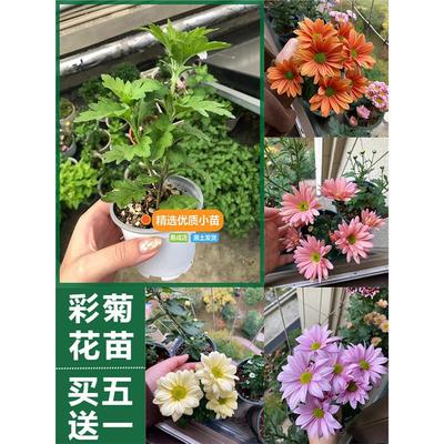 网红小雏菊苗盆栽花卉植物室内多季开花进口耐冬重瓣大苗 三文鱼