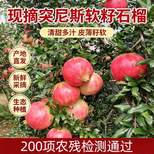 云南高山突尼斯软籽石榴当季鲜