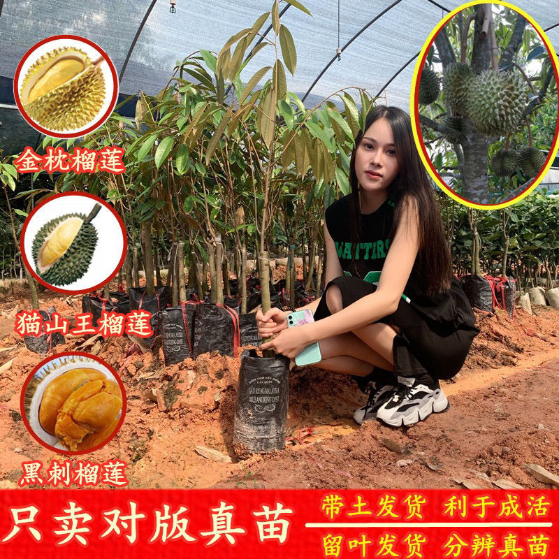 金枕正宗榴莲嫁接苗果树苗大全南