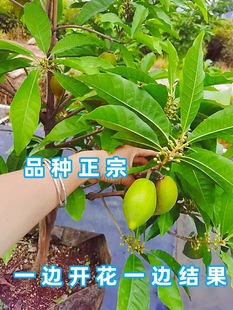 耀堂仙桃树苗水果果树苗新品种嫁接苗四季结果蛋黄果树苗庭院盆栽