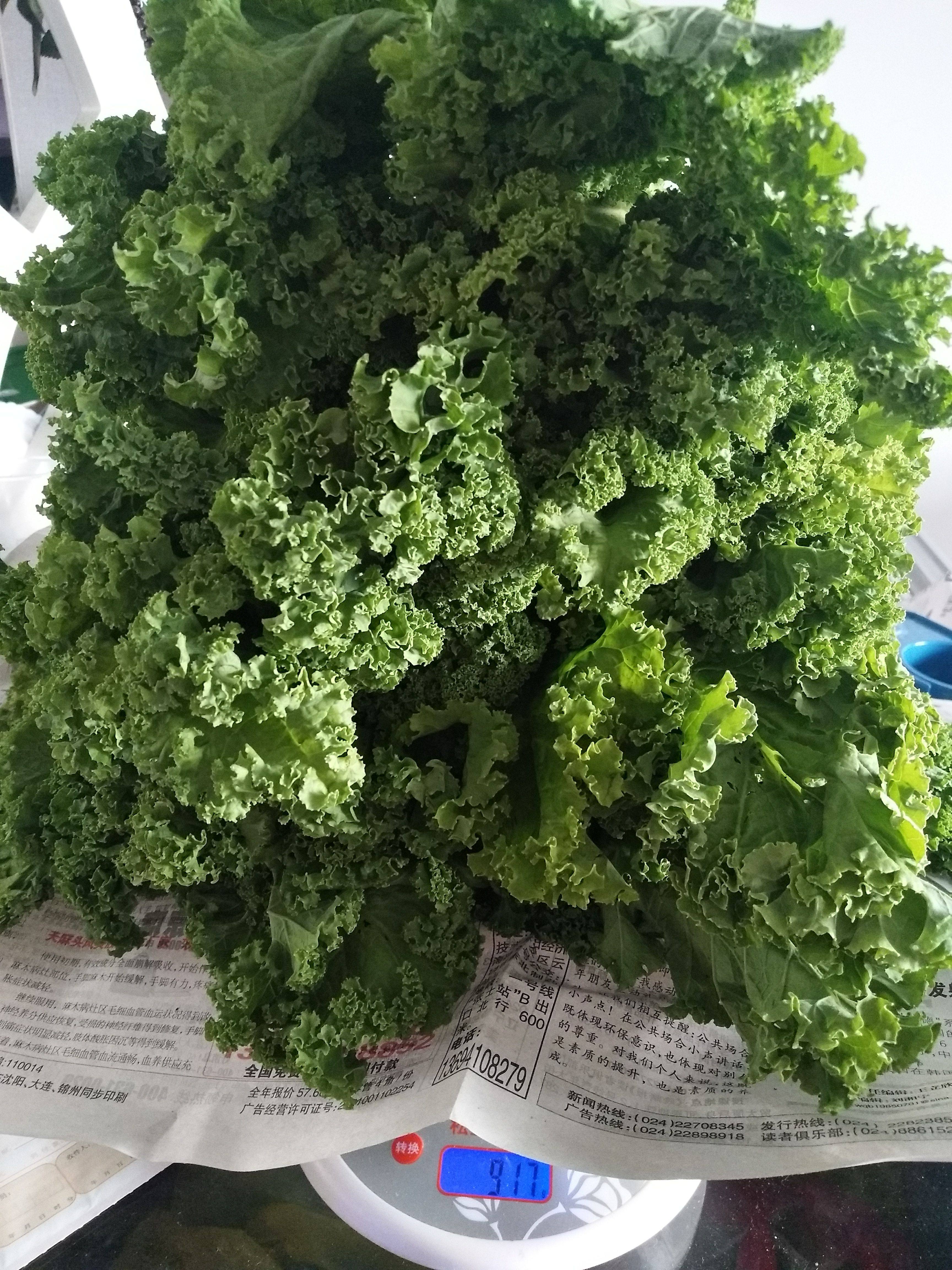 3斤装新鲜蔬菜羽衣甘蓝雨衣绿叶西餐食材健身餐沙拉菜kale榨汁