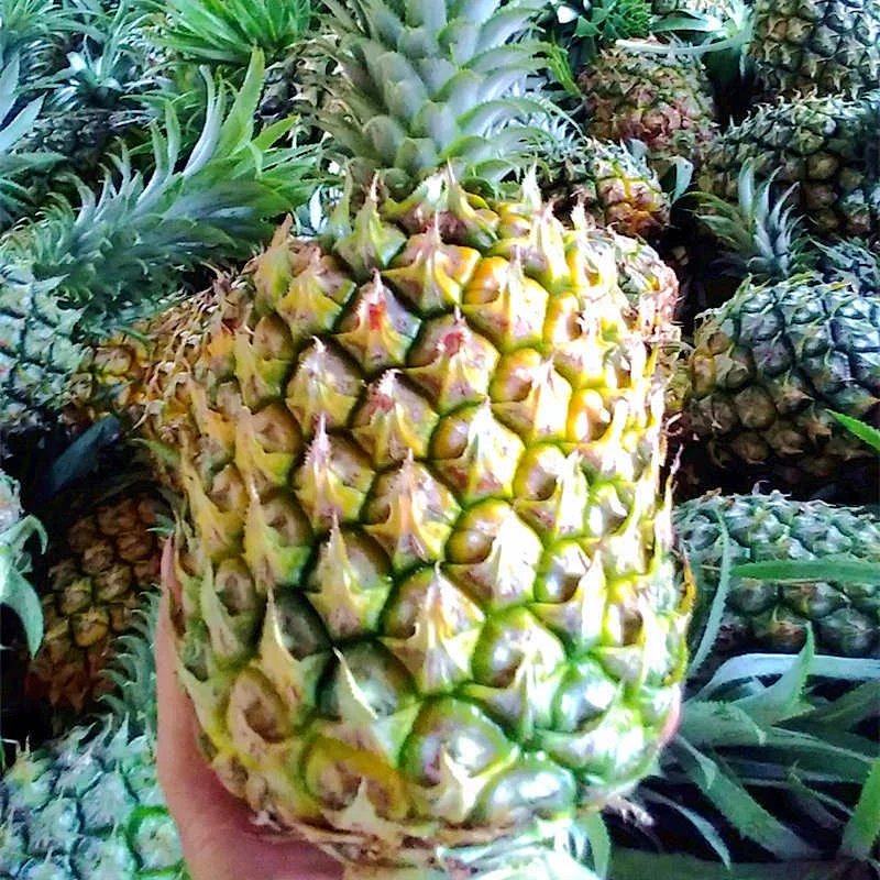 Guangxi pineapple Fresh fruit Straight hair Crispy SWEETHEART South Season Fruit 8in the Aquatic meat/Fresh fruits and vegetables/Cooked , Fresh fruit , Pineapple  category - from Buy2taobao.com to provide professional Taobao agent buy service