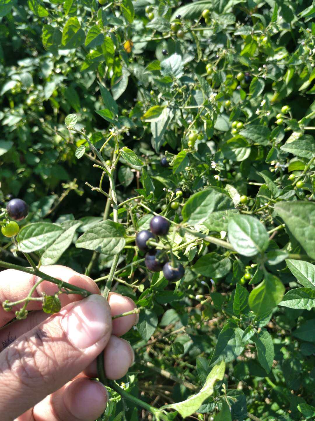 农家新鲜龙葵草天茄子黑天苦葵野葡萄龙葵果实龙葵根