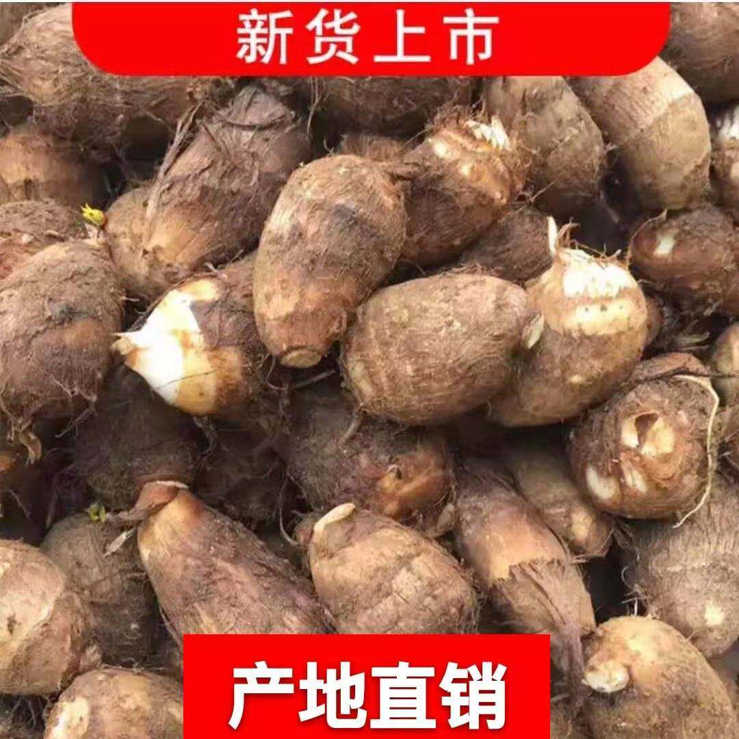 包邮一份5斤四川农家现挖毛芋头新鲜粉糯芋头奉化芋艿芋仔香芋玉