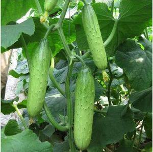 东北新鲜蔬菜现摘秋黑龙江小黄瓜带刺绿色非旱黄瓜五斤带箱装包邮