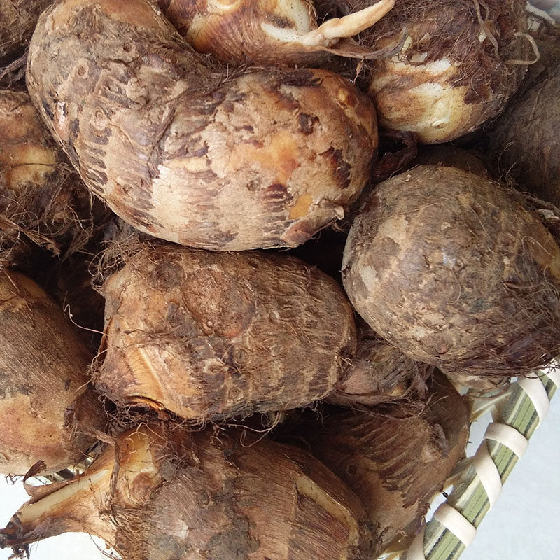 新鲜小香芋云南毛芋头香糯甜鲜芋头时令新鲜蔬菜仔芋5斤装包邮