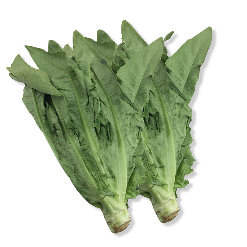 新鲜蔬菜油麦菜 莜麦菜 沙拉菜 凤尾菜菜5斤装冷链包邮