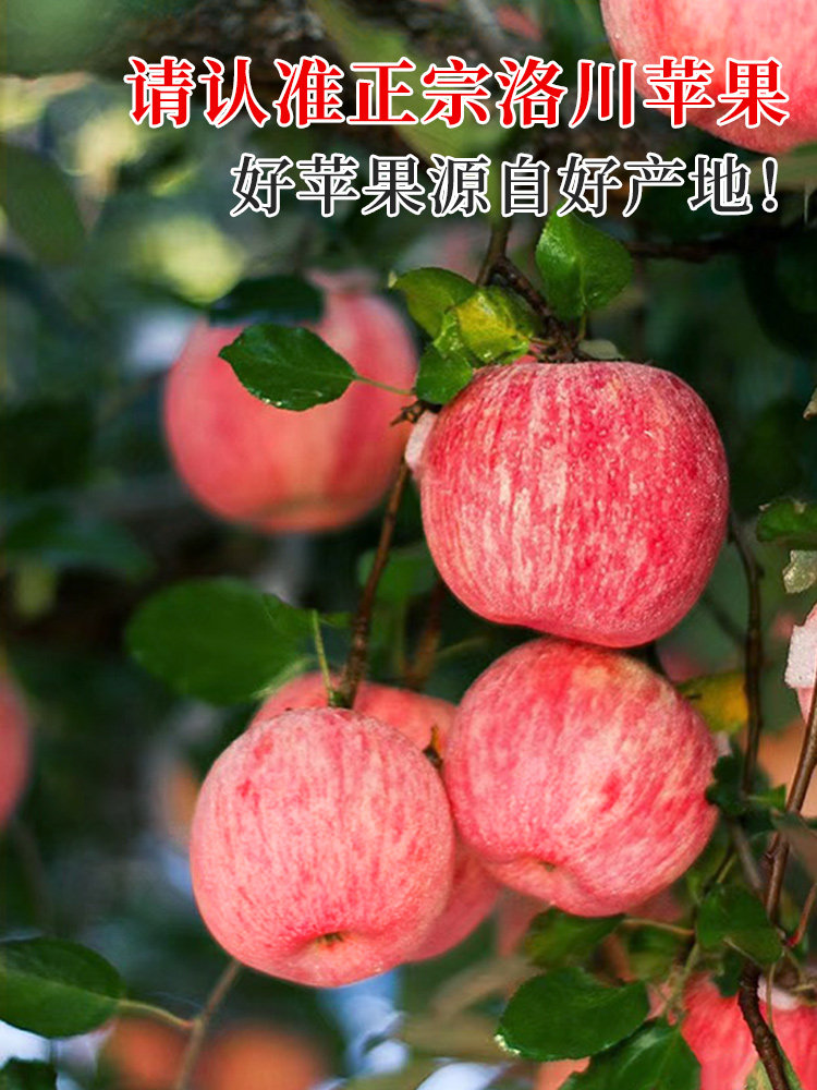 平果斤心当季新鲜一级冰糖陕西洛川整箱正宗苹果红富士水果10