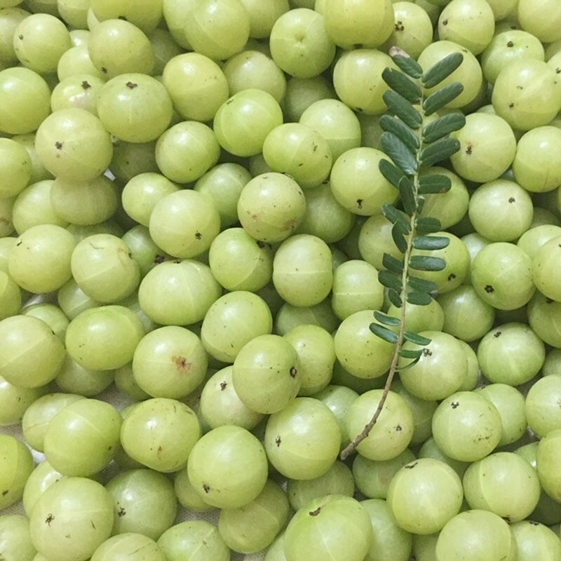 广西深山油甘果水果新鲜余甘子余甘果净重5斤当季油柑果牛甘果子