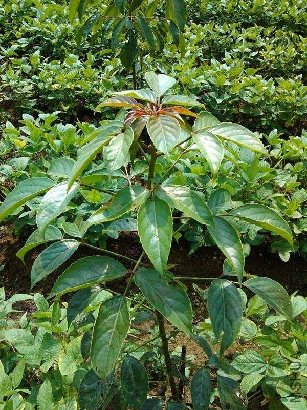 新鲜重阳木 纯叶250克