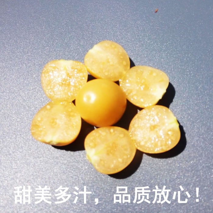 2斤现货东北特产甜菇娘果水果新鲜黄姑娘果灯笼果黄菇茑鸟