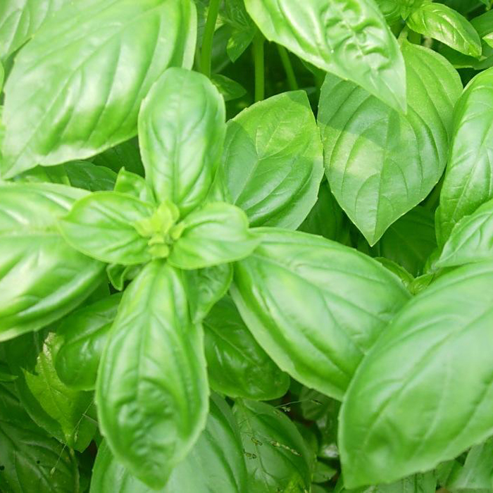 新鲜甜罗勒叶 食用西餐香料罗勒叶酱调料青酱500g香料披萨