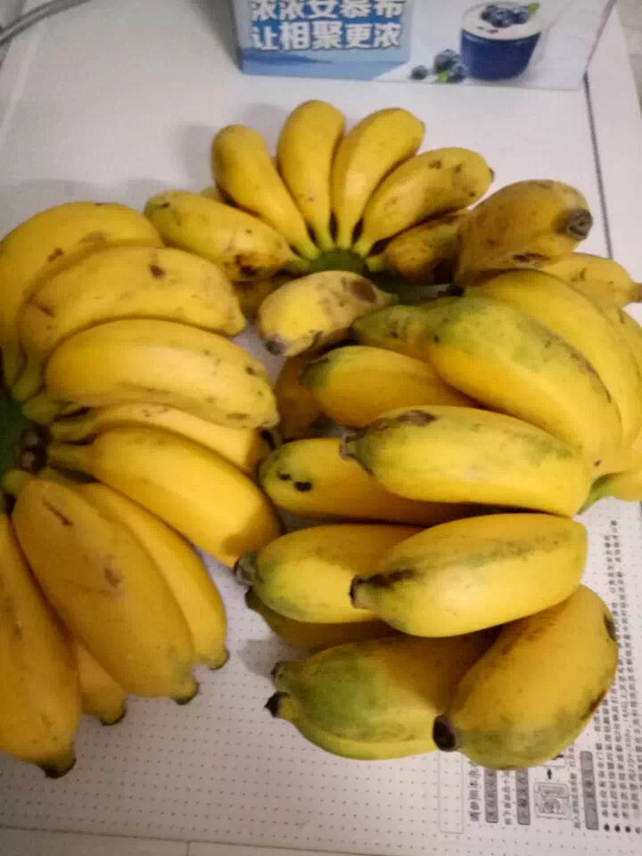 新鲜水果酸甜小米蕉 9斤装包邮 自种小米蕉 banana 蕉发货坏包赔