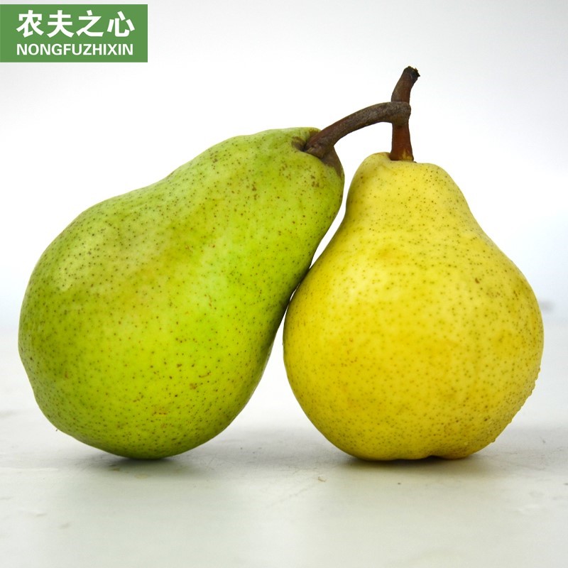 山东香软烟台软糯太婆梨大头梨茄梨洋梨葫芦梨新鲜水果软啤梨5斤