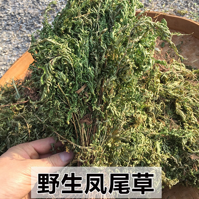 凤尾草新鲜鸡脚草金鸡尾煲炖汤食材石上柏 地柏草500g包邮