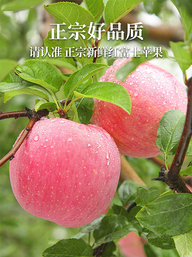 红富士苹果水果新鲜应当季整箱10脆甜冰糖心丑平萍果现斤
