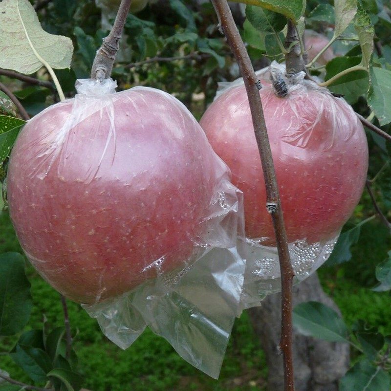 水晶西安水果萍果红富士苹果5斤包邮新鲜脆甜 大凉山栖霞特级陕西