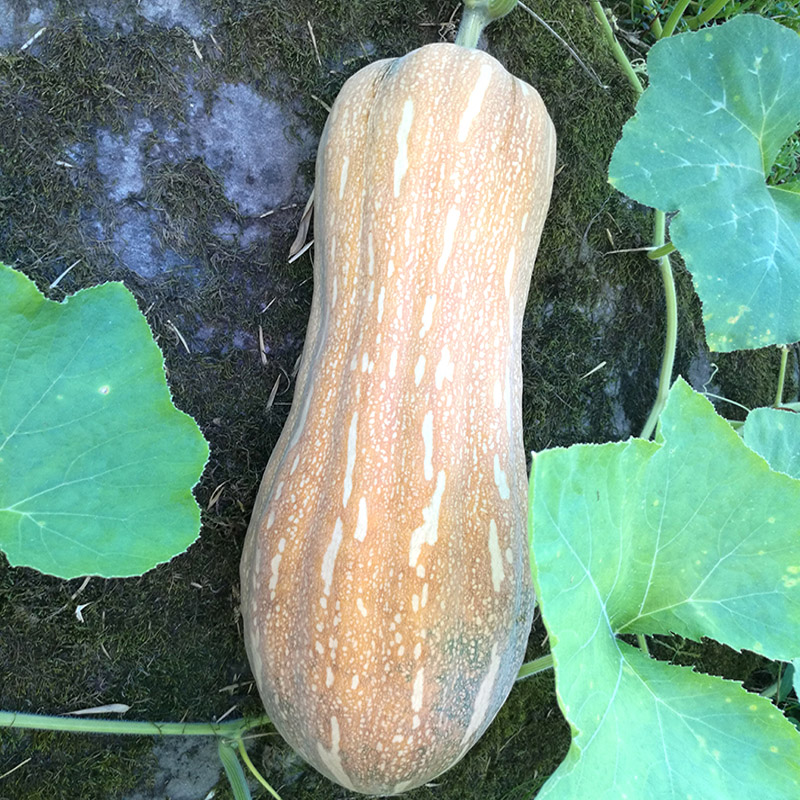 2019新鲜黄南瓜宝宝辅食农家粉糯老南瓜老品种长南瓜5斤一个包邮