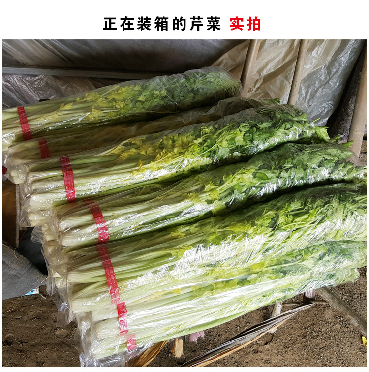 平度马家沟芹菜空心芹菜山东岛特产大叶黄玻璃脆4斤新鲜蔬菜