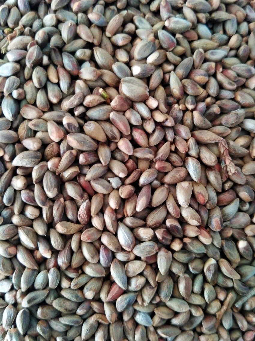 柏树籽500克柏树种子饱满柏子侧柏籽扁柏籽枕头可助乌发睡觉