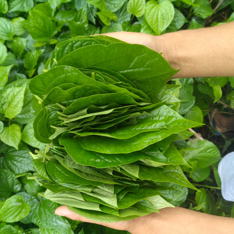 新鲜假蒌叶现卖蒌叶 蛤蒌 假蒌菜越南香菜酸料菜500克