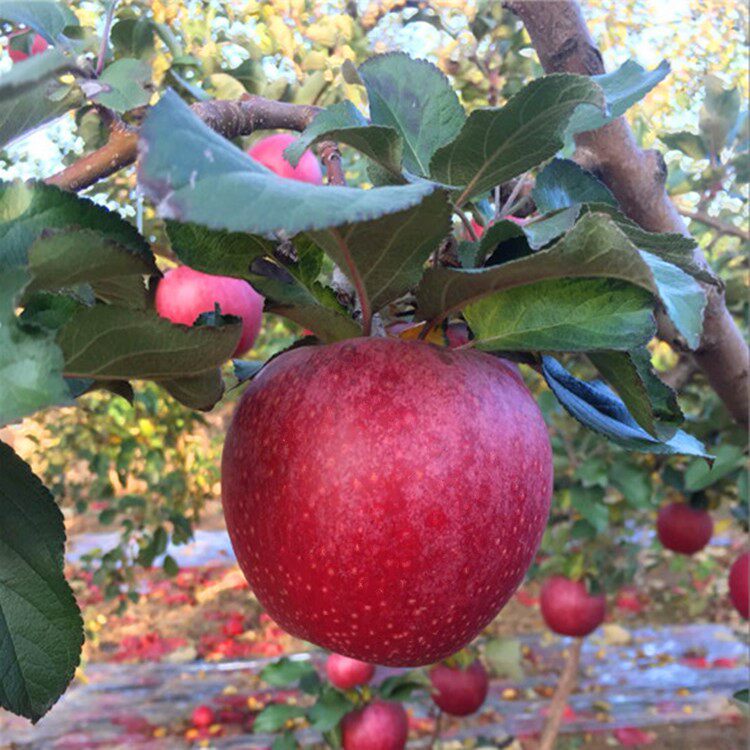 老树秦冠苹果9斤红香蕉沙软粉面苹果刮泥孕妇宝宝老人水果冰糖心
