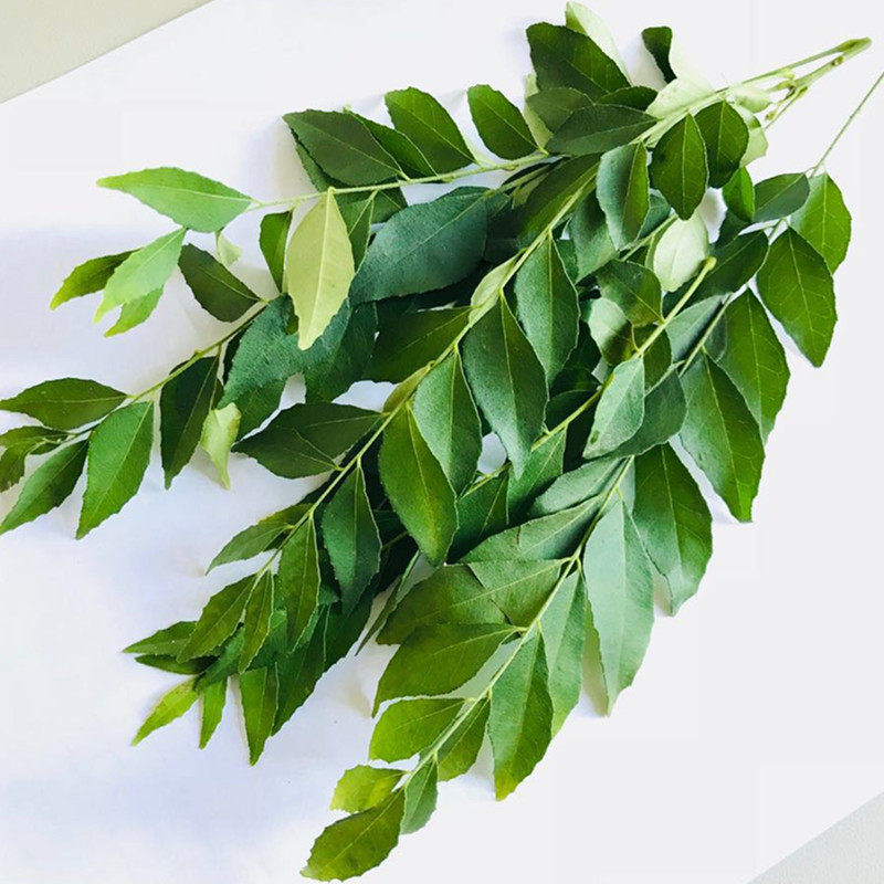 咖喱叶新鲜 咖喱叶 新鲜咖喱叶香料调味餐厅原料100g包邮