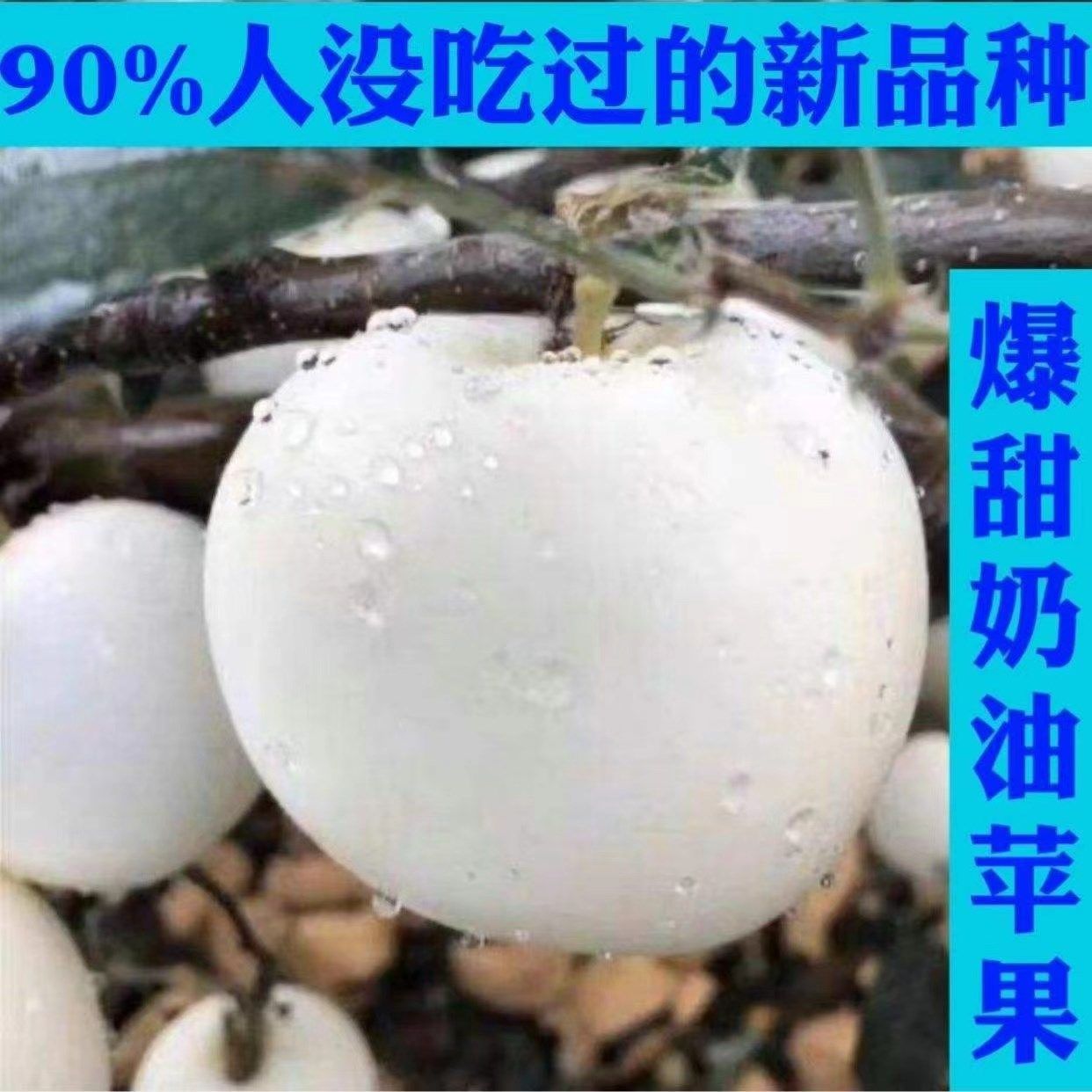 白苹果正宗山东奶油白色红富士苹果当季新鲜水果甜脆牛奶冰糖心大