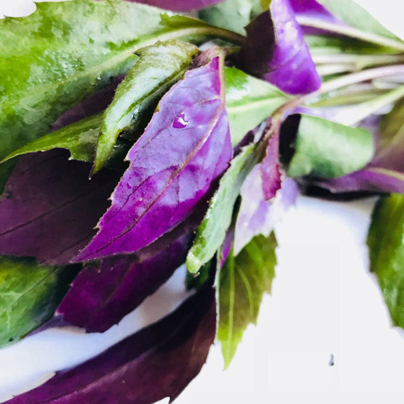 新鲜蔬菜 农家红军菜 观音菜 紫背天葵菜 蔬菜当天采摘500g