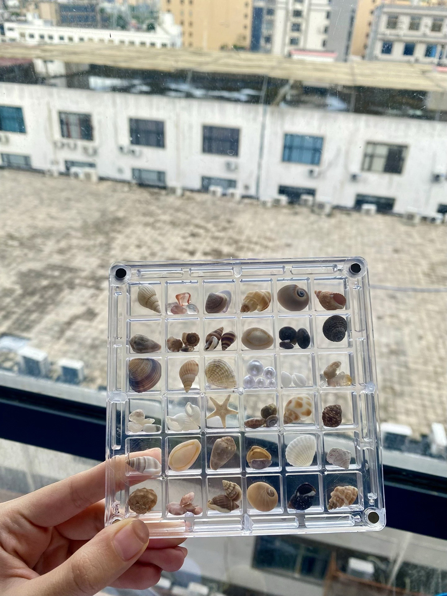 海南三亚天然小海螺贝壳海星亚克力收纳盒标本海边礼物伴手礼礼盒