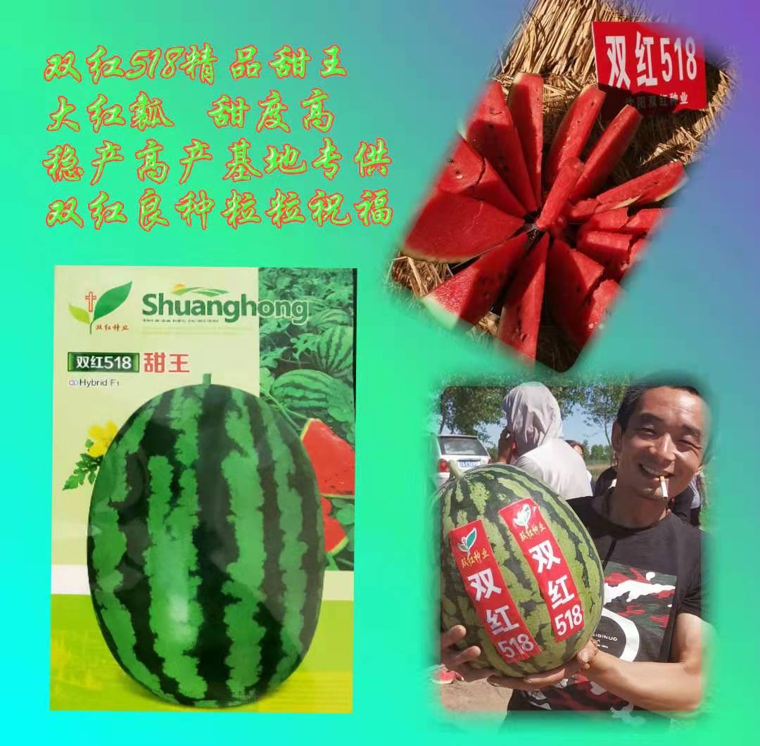 双红518甜王西瓜种子早熟甜王品种200粒装