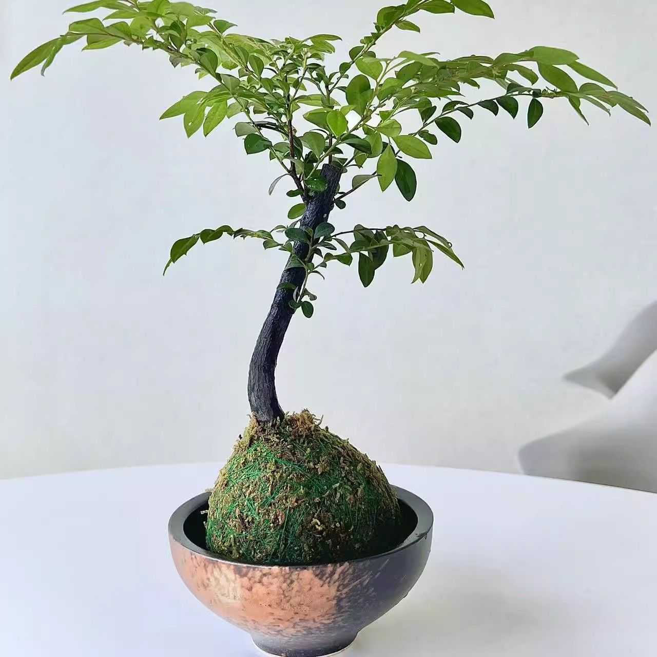 黑古茶苔藓球|小叶紫檀办公室吸某醛四季常青室内植物父亲节礼物