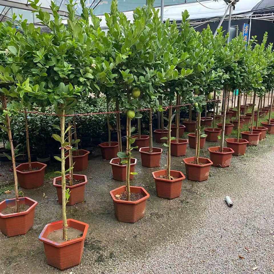 四季结果柠檬树盆栽阳台带果花苞树苗庭院植物水果树绿植室内