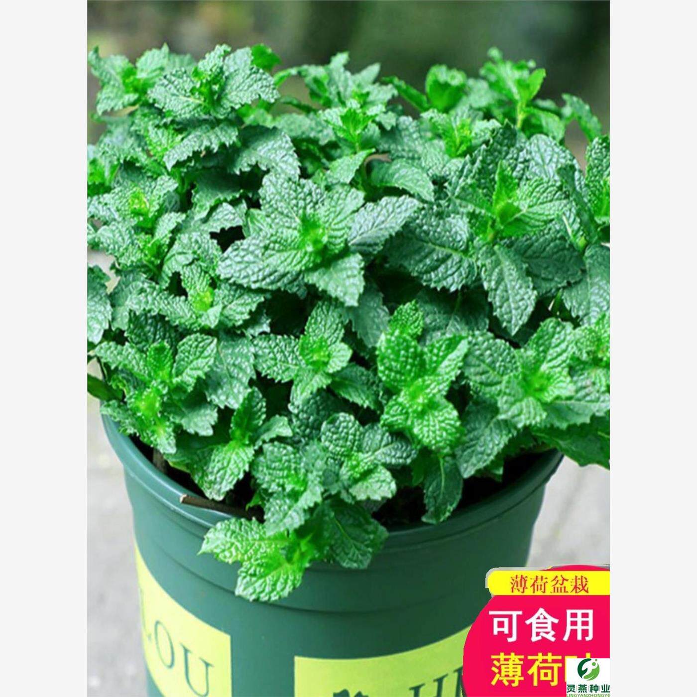 可食用薄荷种籽子盆栽易活室内室外阳台花种籽孑驱蚊草植物花卉籽