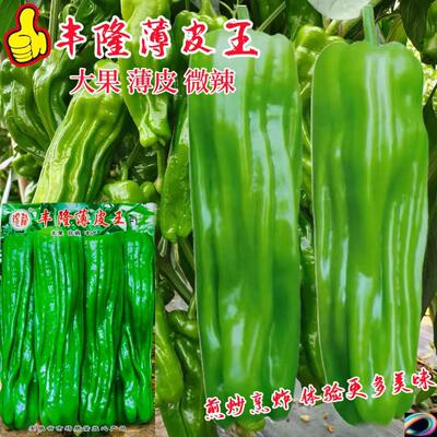 丰隆薄皮王辣椒种子灯笼