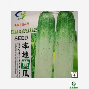 本地黄瓜种子老品种改良旱黄瓜种籽黄瓜种子高产农家田园蔬菜种子