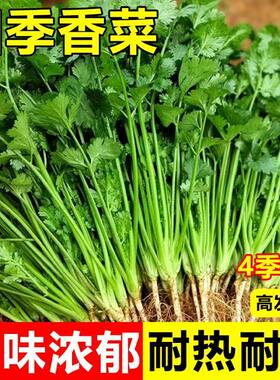 香菜种子籽大叶四季易种