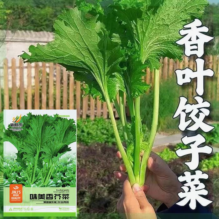 四季香芥菜种子特色叶菜图片