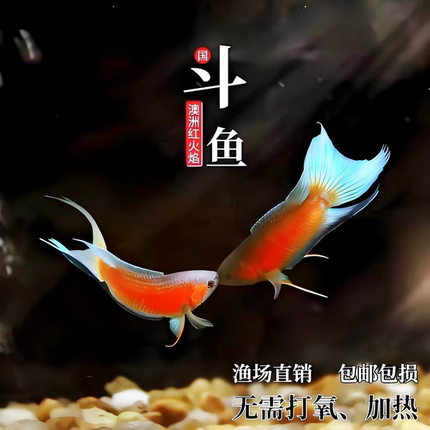 澳洲蓝火焰中国斗鱼免打氧淡水冷水小型观赏鱼改良活体火焰斗鱼