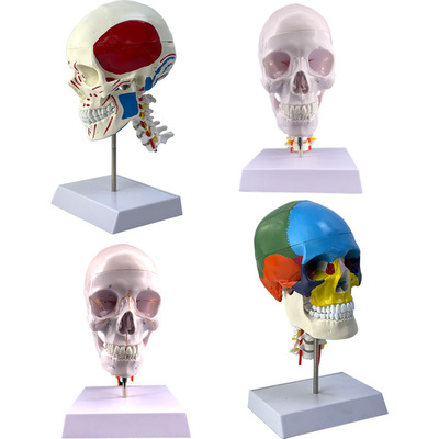 美术医学艺用头骨模型 标准彩色分区骷髅头头骨 头颅骨标本模型