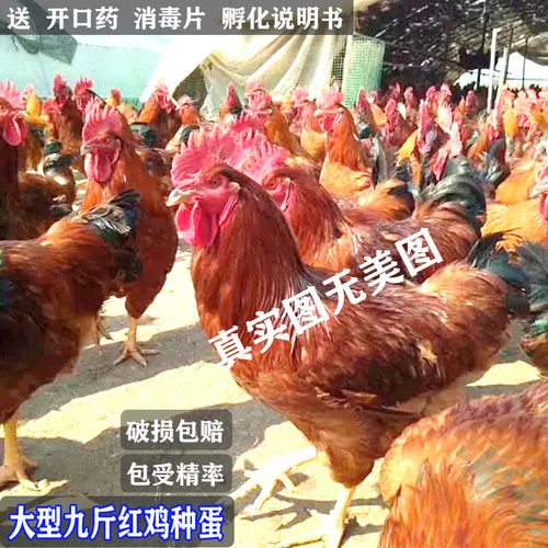 九斤红种蛋受精蛋包受精率包破损