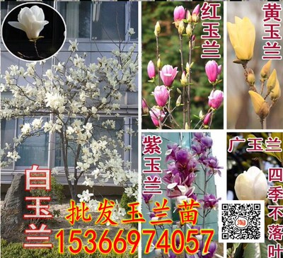 玉兰苗 玉兰树苗红玉兰苗 紫玉兰 苗广玉兰苗 白兰苗庭院植物