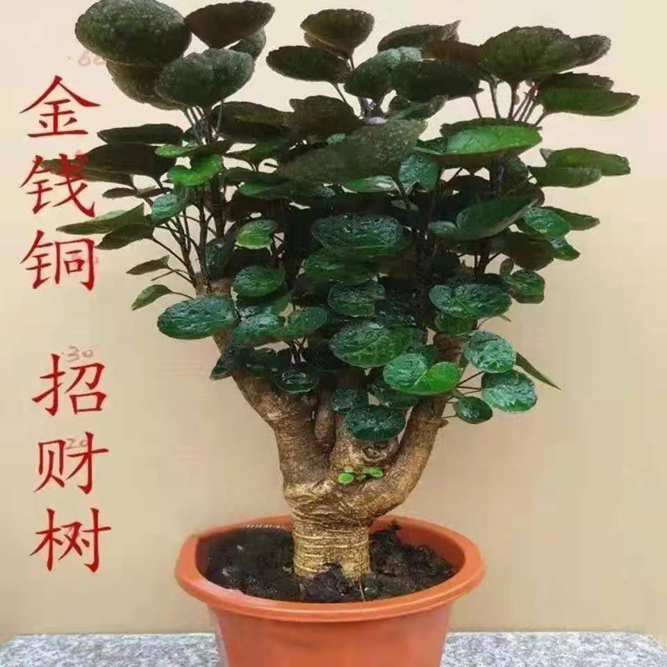 金钱兜福禄桐盆栽植物室内招财树发财树圆叶钱多多绿植花卉盆景园