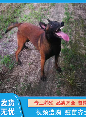 纯种马犬幼犬纯种爆红马犬护卫犬警犬工作犬宠物活物狗狗养殖