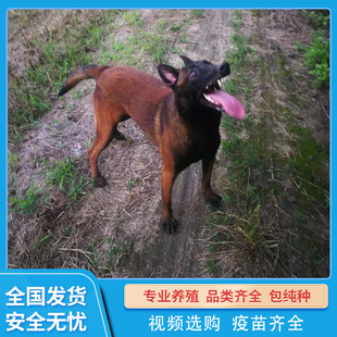 纯种马犬幼犬纯种爆红马犬护卫犬警犬工作犬宠物活物狗狗养殖